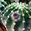 Echinopsis _eyriesii _11